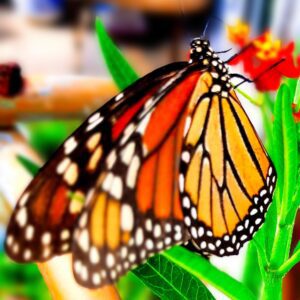 Heather-Angel Author