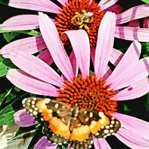 Heather-Angel Author