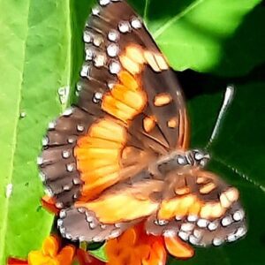 Heather-Angel Author