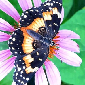 Heather-Angel Author