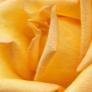 Heather-Angel Author