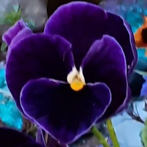 Heather-Angel Author