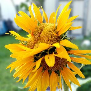 Heather-Angel Author