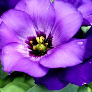 Heather-Angel Author