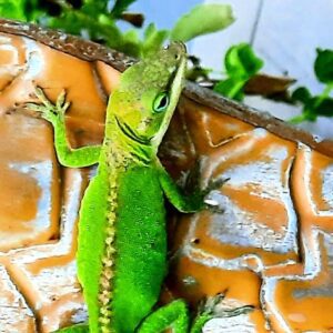 Heather-Angel Author