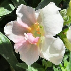 Heather-Angel Author