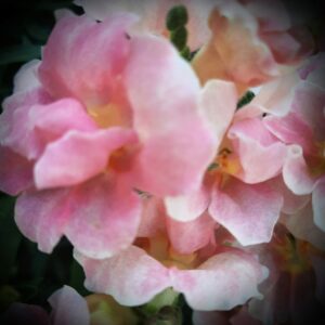 Heather-Angel Author