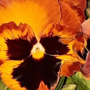 Heather-Angel Author