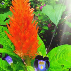 Heather-Angel Author