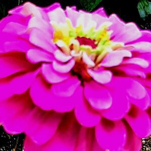 Heather-Angel Author