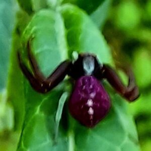 Heather-Angel Author