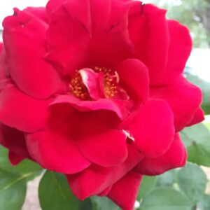 Heather-Angel Author