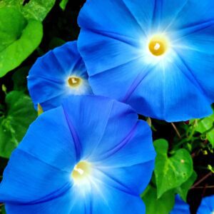 Heather-Angel Author