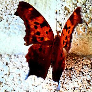 Heather-Angel Author