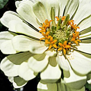 Heather-Angel Author