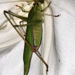Close-up of a large green grasshopper resting on a white surface.